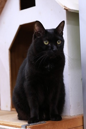 2026 02 15_nekomanma_4259