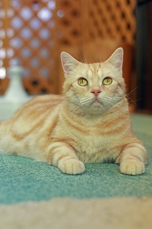 nekomanma_9227_edited-1
