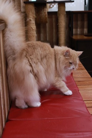 2024 09 01_nekomanma_6906
