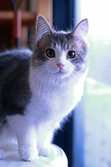 nekomanma_4691_edited-1