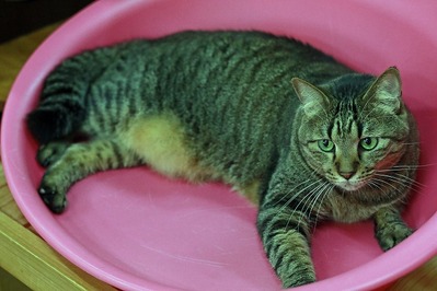 nekomanma_9224_edited-1