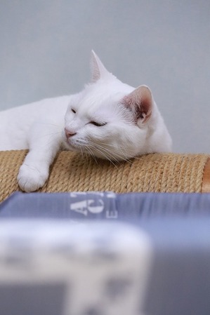 2024 09 01_nekomanma_6877