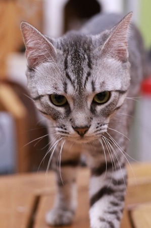 2025 04 13_nekomanma_0623