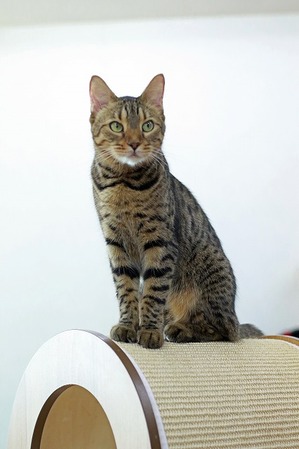nekomanma_3964_edited-1