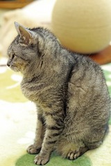 nekomanma_6429_edited-1