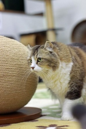 nekomanma_3836_edited-1