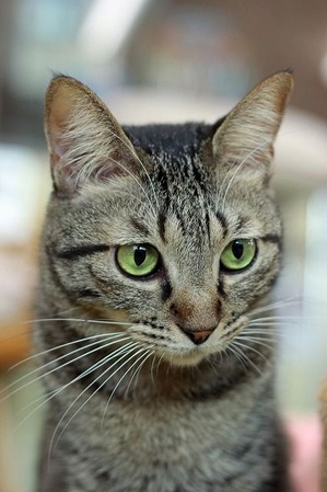 nekomanma_4971_edited-1