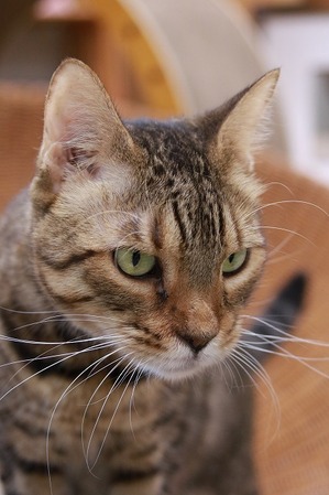 2024 11 24_nekomanma_8547