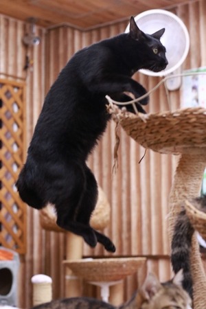 2022 12 25_nekomanma_5529