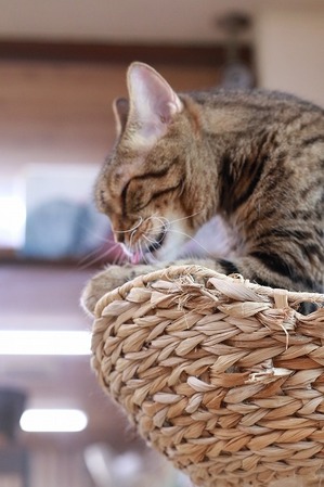 2025 02 16_nekomanma_9780