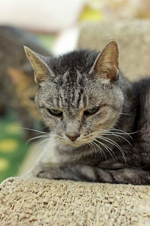 nekomanma_6425_edited-1