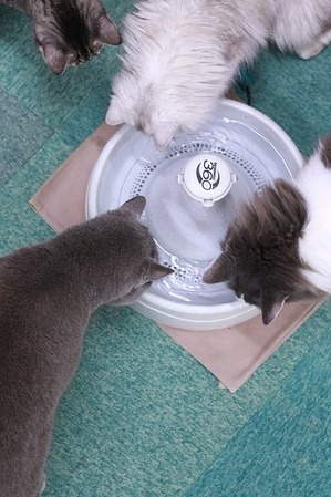 2025 09 07_nekomanma_2505