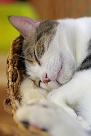 nekomanma_1577_edited-1