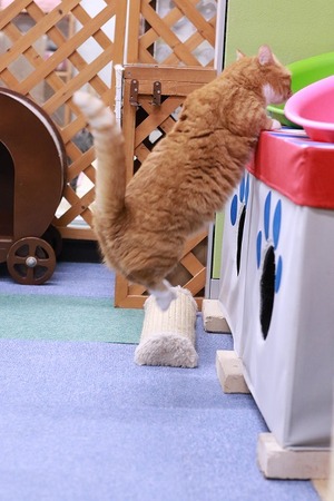 2023 01 02_nekomanma_5574