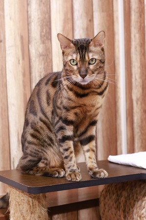 2026 01 02_nekomanma_3922