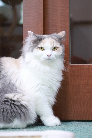 2025 12 07_nekomanma_3565