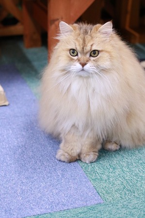 2022 12 04_nekomanma_4990