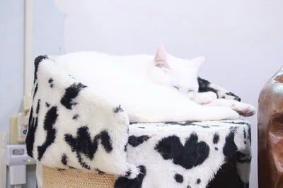 2024 05 12_nekomanma_5182