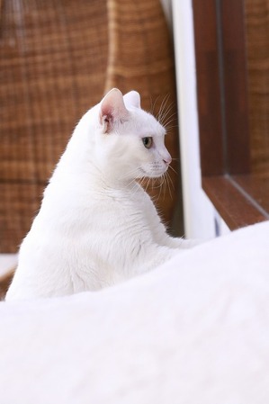 2026 03 29_nekomanma_4628
