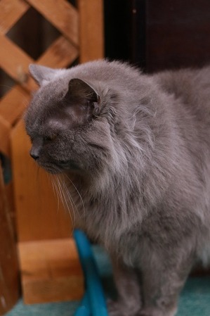 2025 03 23_nekomanma_0389