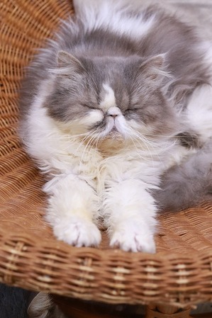 2026 01 03_nekomanma_4046