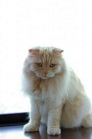 nekomanma_2338_edited-1