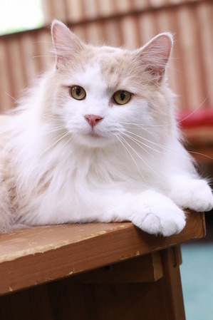 2025 08 24_nekomanma_2304