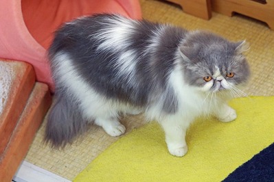 nekomanma_4866_edited-1