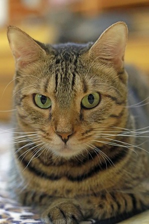 nekomanma_2861_edited-1
