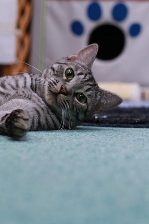 2025 08 17_nekomanma_2182