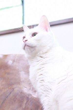 2025 06 25_nekomanma_1643