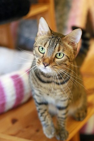 nekomanma_8652_edited-1