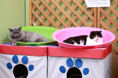 2024 09 22_nekomanma_7358