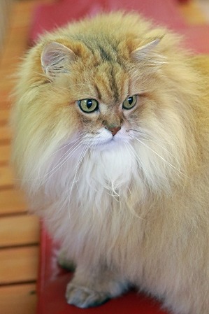 nekomanma_8983_edited-1