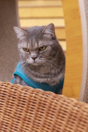 2025 04 13_nekomanma_0632