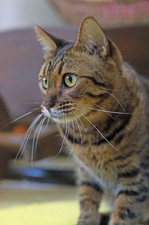 nekomanma_9085_edited-1