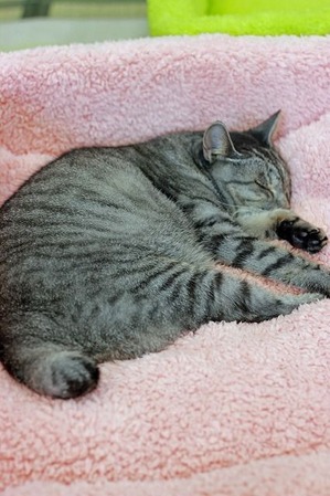 nekomanma_2482_edited-1