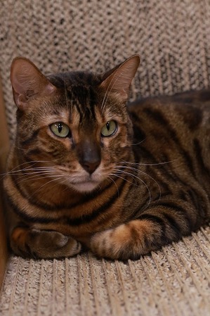 2025 08 24_nekomanma_2252