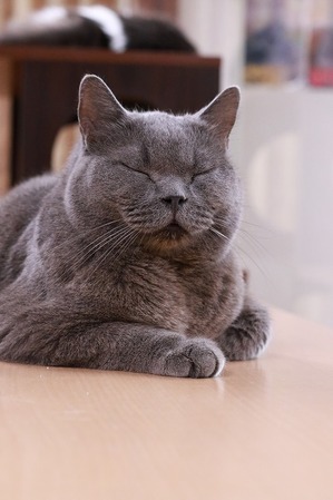 2026 01 02_nekomanma_3953