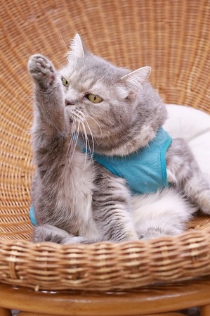 2025 04 13_nekomanma_0679