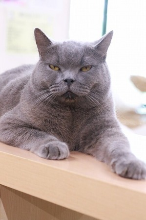2026 04 05_nekomanma_4723