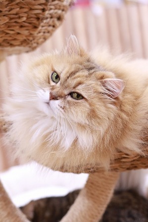2022 01 30_nekomanma_0042