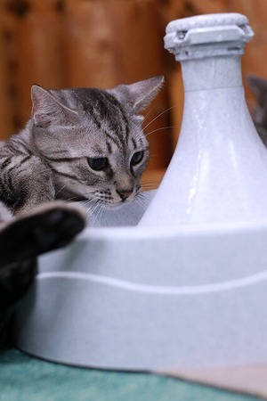 2025 03 23_nekomanma_0294