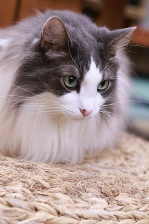 2023 01 04_nekomanma_5750