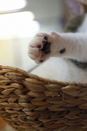 nekomanma_1459_edited-1