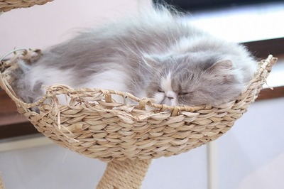 2024 05 12_nekomanma_5162