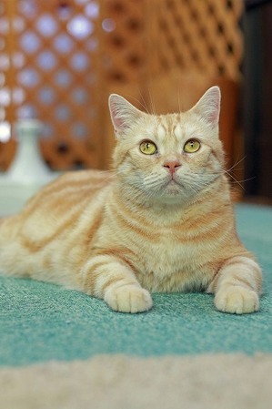 nekomanma_9225_edited-1