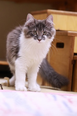 2022 09 10_nekomanma_3340