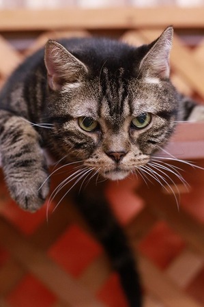 2022 09 04_nekomanma_3088