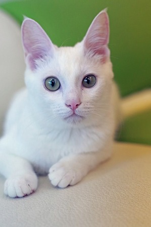 nekomanma_6997_edited-1